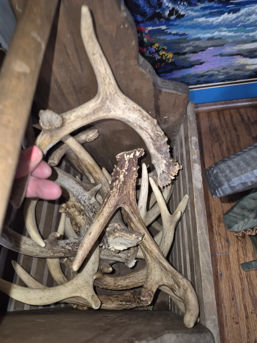 Whitetail Natural Deer Antler Chews. Lot Of 10. Various Sizes.
